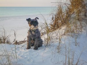 pet friendly beaches