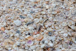 sea shells and shelling