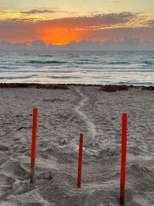 sea turtles in cape san blas